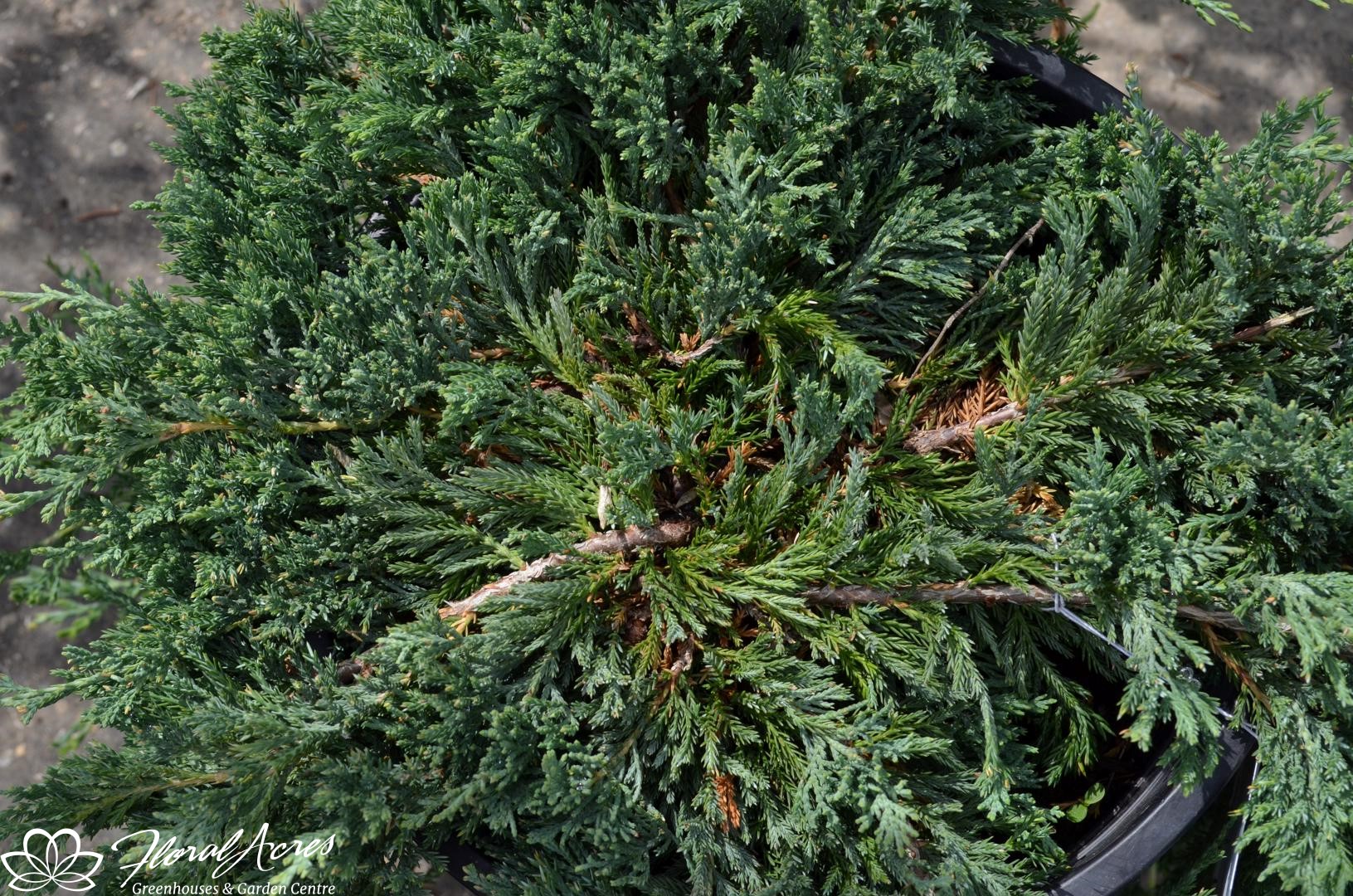 Juniper Blue Rug Floral Acres